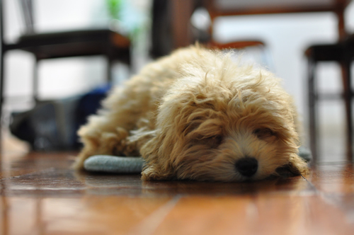 picture dogs, poodle sleep